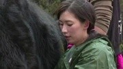 林志玲"嫁"藏民家庭体验藏家生活 高原上挤牛奶