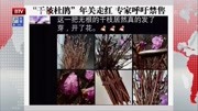 “干枝杜鹃”年关走红 专家呼吁禁售资讯搜索最新资讯爱奇艺