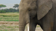 乞力马扎罗山的超级英雄：非洲大象