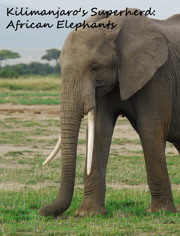 乞力马扎罗山的超级英雄：非洲大象