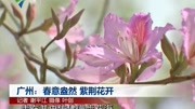 广州:春意盎然 紫荆花开资讯高清正版视频在线观看–爱奇艺