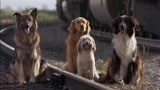 狗们的火车之别：宾果的友谊让人落泪