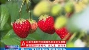 晋中:高科技催生草莓新品种资讯搜索最新资讯爱奇艺