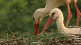 长喙的白鹤利用自己的喙筑建自己的房屋并升华感情 动物真奇妙