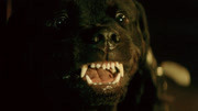 暗流(片段)讓雷諾查案，卻被兇猛導盲犬嚇到了