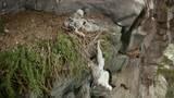 追鹰日记：太惊险！乌鸦侵入老鹰巢穴 幼鹰被倒挂悬崖壁！