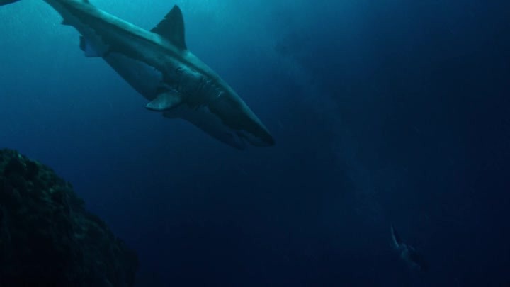 美女绝战恐怖巨齿鲨 鲨鱼自杀全过程曝光！