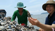 在海里捞螺,捞上来好多螺壳,捞点螺真不容易生活完整版视频在线观看爱奇艺