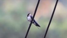 小鸟能直接站在高压电线上，它为何不会被电击？