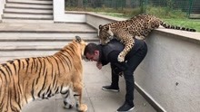 豹子偷袭饲养员，不料自己被老虎一掌拍飞，老虎：吃了他谁来养我