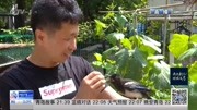 爱心救助 市民与喜鹊结下奇妙缘分资讯高清正版视频在线观看–爱奇艺