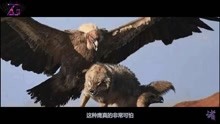世界上最大的鹰，展翅可达8米，以老虎狮子为食