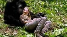 28岁国外美女爱上大猩猩,不顾家人反对,坚持要嫁给它