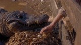 惊世巨鳄：男子发现鳄鱼蛋，故意摔碎它们，殊不知巨鳄正在看着他