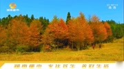 秋季旅游好地方!湖南雪峰山大花瑶景区,山林金黄好似一幅油画资讯搜索最新资讯爱奇艺