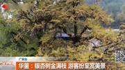  华蓥:银杏树金满枝 游客纷至赏美景资讯高清正版视频在线观看–爱奇艺