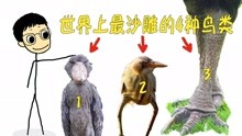 傻鸟!自然界沙雕鸟类大盘点