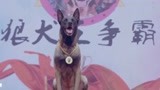 战狼犬：狼犬得战狼犬冠军，第一时间与女主人分享，面临再次分离