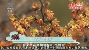 植物大熊猫银缕梅开花了资讯搜索最新资讯爱奇艺