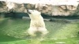 活泼的北极熊