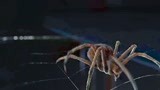 夏洛特的网 ：蜘蛛织网的艺术，农场主看到直呼奇迹