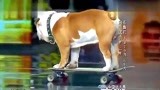中国达人秀：小狗狗登台表演，评委否定了它，结果它骑着滑板走了