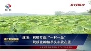 积极打造“一村一品” 规模化种植芋头丰收在望资讯搜索最新资讯爱奇艺