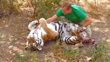 生了四只宝宝的老虎，看到饲养员的反应让人哭笑不得，场面搞笑了