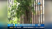 居民楼下惊现巨型马蜂窝 消防员“一窝端”资讯搜索最新资讯爱奇艺