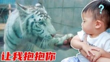 宝宝去动物园，遇见老虎会发生什么？镜头拍下惊险一幕