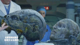 普罗米修斯：博士研究外星人头颅，突然活了过来，在直接吓懵