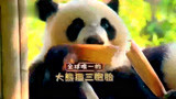 我们战斗吧：好羡慕萧敬腾为国宝大熊猫唱生日歌，画面很是温馨