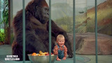小鬼当街：宝宝真聪明，为了躲过坏人，爬到猩猩身边当保镖！
