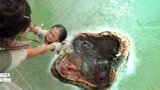 西游降魔篇：鱼妖张开血盆大口，一口将小女孩吞下，凶残无比！