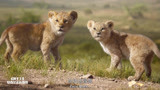 狮子王：狮子妈妈用舌头帮小辛巴洗澡，太有爱了，母爱真伟大