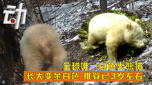 全球唯一白色大熊猫：长大变金白色 推算已3岁左右