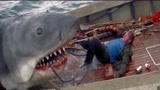 大白鲨：大鲨鱼一跃而起，张口竟活吞了船长！