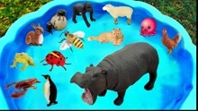 儿童启蒙玩具乐园：鲨鱼、老虎、大象、海豚、骆驼、棕熊、长颈鹿