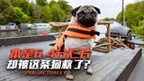 《我的冤家是条狗》：本是豆瓣6.4的烂片，竟被这条狗给拯救了！