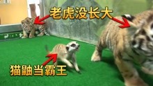 失去妈妈的3只小老虎，在动物园受尽欺负，女饲养员一招搞定