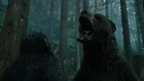 猩球崛起：猿王儿子遭遇狗熊，猿王一声咆哮，你面对的是全猿族！