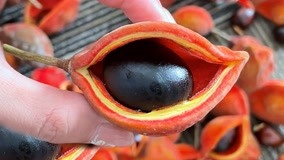 东北人第一次见的水果？它好像一只眼睛啊！