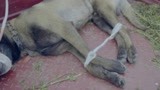 《战狼犬》退伍警犬被抓