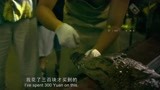 《百万巨鳄》：胖子用手触摸鳄鱼，这下彻底怒了，这可怎么办啊