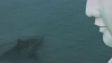 《巨齿鲨》：巨齿鲨潜入三亚湾，游客们却还在水中嬉戏真是捏把汗