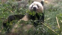 旅日大熊猫＂香香＂即将回国!最后一天在日见游客 与民众惜别收祝福