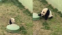 萌翻了！熊猫幼崽玩摇篮盆“翻车”被盖 成年熊猫上来落井下石