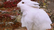 兔族超模：北极兔