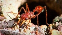 Aussie Bull Ant（精彩片段）
