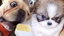 笑死不偿命：狗狗吃柠檬表情最搞笑
